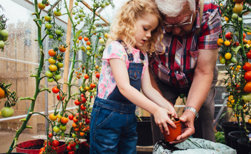 Granddaughter Gardening with Grandad Tomatoes