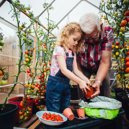 Granddaughter Gardening with Grandad Tomatoes