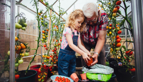 Grandparent And Grandchild Potting Tomatoes Landscape