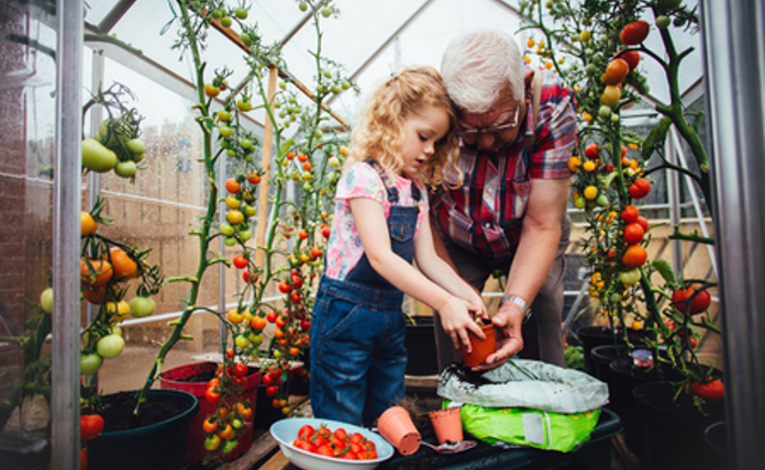 Grandparent And Grandchild Potting Tomatoes Landscape